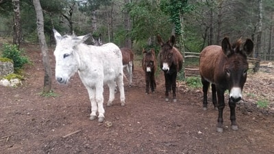 Notre troupeau d'ânes
